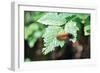 Caterpillar on Leaf II-Logan Thomas-Framed Photographic Print