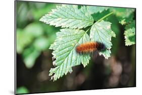 Caterpillar on Leaf II-Logan Thomas-Mounted Photographic Print