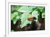 Caterpillar on Leaf II-Logan Thomas-Framed Photographic Print