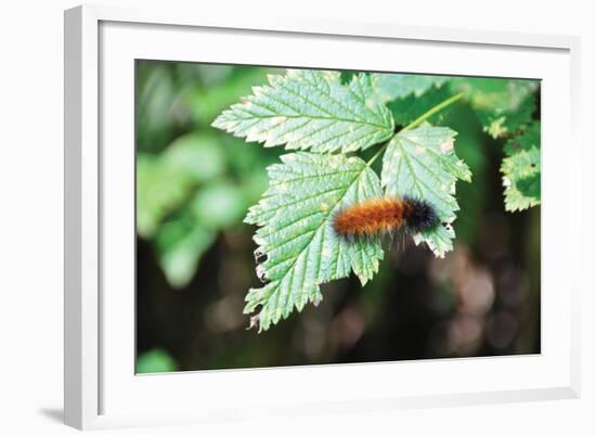 Caterpillar on Leaf II-Logan Thomas-Framed Photographic Print