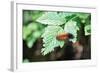 Caterpillar on Leaf II-Logan Thomas-Framed Photographic Print