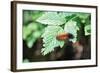 Caterpillar on Leaf II-Logan Thomas-Framed Photographic Print