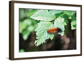 Caterpillar on Leaf II-Logan Thomas-Framed Photographic Print
