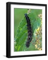 Caterpillar, Peacock Butterfly, Stinging Nettle-Harald Kroiss-Framed Photographic Print