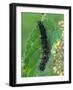 Caterpillar, Peacock Butterfly, Stinging Nettle-Harald Kroiss-Framed Photographic Print