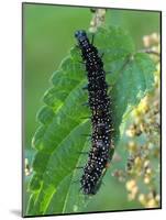 Caterpillar, Peacock Butterfly, Stinging Nettle-Harald Kroiss-Mounted Photographic Print