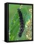 Caterpillar, Peacock Butterfly, Stinging Nettle-Harald Kroiss-Framed Stretched Canvas