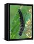 Caterpillar, Peacock Butterfly, Stinging Nettle-Harald Kroiss-Framed Stretched Canvas