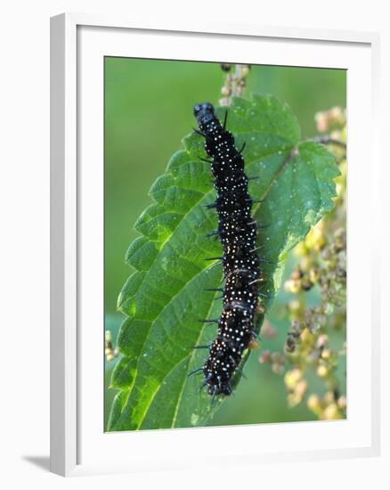 Caterpillar, Peacock Butterfly, Stinging Nettle-Harald Kroiss-Framed Photographic Print