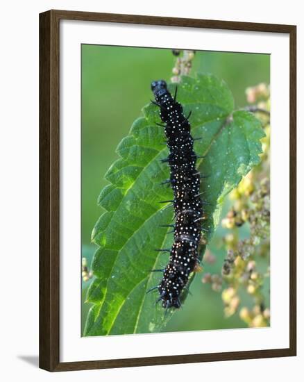 Caterpillar, Peacock Butterfly, Stinging Nettle-Harald Kroiss-Framed Photographic Print