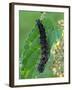 Caterpillar, Peacock Butterfly, Stinging Nettle-Harald Kroiss-Framed Photographic Print