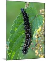 Caterpillar, Peacock Butterfly, Stinging Nettle-Harald Kroiss-Mounted Photographic Print
