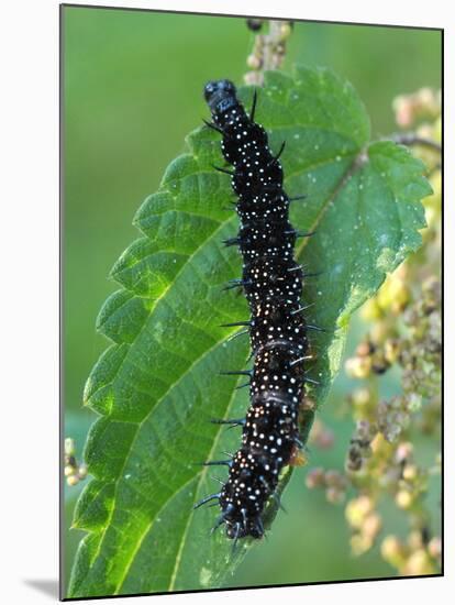 Caterpillar, Peacock Butterfly, Stinging Nettle-Harald Kroiss-Mounted Photographic Print