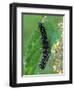 Caterpillar, Peacock Butterfly, Stinging Nettle-Harald Kroiss-Framed Photographic Print