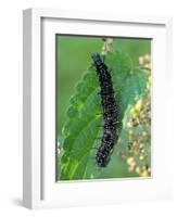 Caterpillar, Peacock Butterfly, Stinging Nettle-Harald Kroiss-Framed Photographic Print