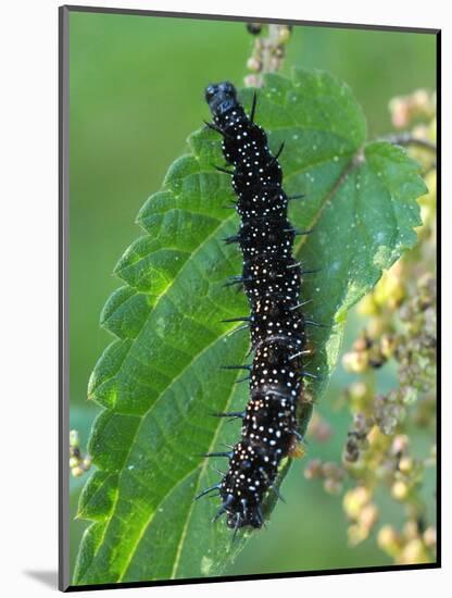 Caterpillar, Peacock Butterfly, Stinging Nettle-Harald Kroiss-Mounted Photographic Print