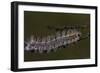 Caterpillar with Dew Drops-Gordon Semmens-Framed Photographic Print