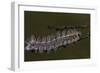 Caterpillar with Dew Drops-Gordon Semmens-Framed Photographic Print