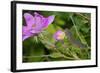 Caterpillar-Gordon Semmens-Framed Photographic Print