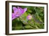 Caterpillar-Gordon Semmens-Framed Photographic Print