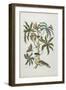 Caterpillars and Insects with Foliage, 1705-1771-Maria Sibylla Graff Merian-Framed Giclee Print