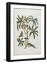 Caterpillars and Insects with Foliage, 1705-1771-Maria Sibylla Graff Merian-Framed Giclee Print