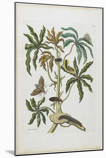 Caterpillars and Insects with Foliage, 1705-1771-Maria Sibylla Graff Merian-Mounted Giclee Print