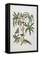 Caterpillars and Insects with Foliage, 1705-1771-Maria Sibylla Graff Merian-Framed Stretched Canvas