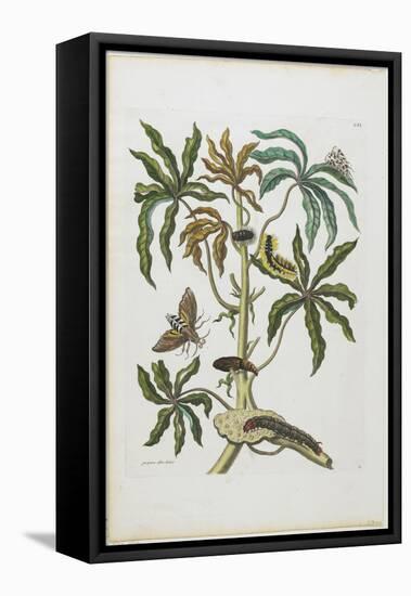Caterpillars and Insects with Foliage, 1705-1771-Maria Sibylla Graff Merian-Framed Stretched Canvas