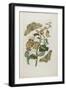 Caterpillars, Butterflies and Flower, 1705-1771-Maria Sibylla Graff Merian-Framed Giclee Print