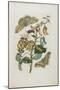 Caterpillars, Butterflies and Flower, 1705-1771-Maria Sibylla Graff Merian-Mounted Giclee Print