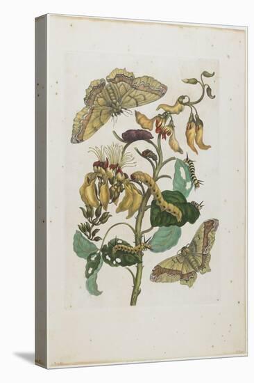 Caterpillars, Butterflies and Flower, 1705-1771-Maria Sibylla Graff Merian-Stretched Canvas