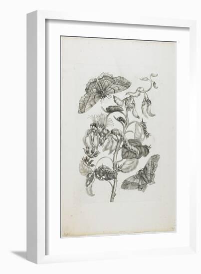 Caterpillars, Butterflies, and Flower, 1705-1771-Maria Sibylla Graff Merian-Framed Giclee Print