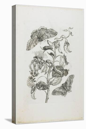 Caterpillars, Butterflies, and Flower, 1705-1771-Maria Sibylla Graff Merian-Stretched Canvas