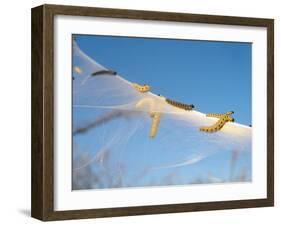 Caterpillars of the Bird-Cherry Ermine, Sky-Harald Kroiss-Framed Photographic Print