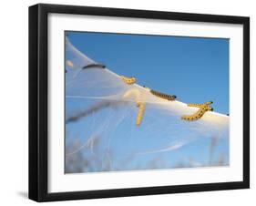 Caterpillars of the Bird-Cherry Ermine, Sky-Harald Kroiss-Framed Photographic Print