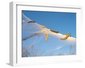 Caterpillars of the Bird-Cherry Ermine, Sky-Harald Kroiss-Framed Photographic Print