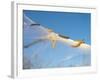 Caterpillars of the Bird-Cherry Ermine, Sky-Harald Kroiss-Framed Photographic Print