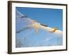 Caterpillars of the Bird-Cherry Ermine, Sky-Harald Kroiss-Framed Photographic Print