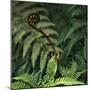 Caterpillars on a Fern-Micha Pawlitzki-Mounted Photographic Print