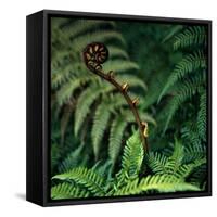 Caterpillars on a Fern-Micha Pawlitzki-Framed Stretched Canvas