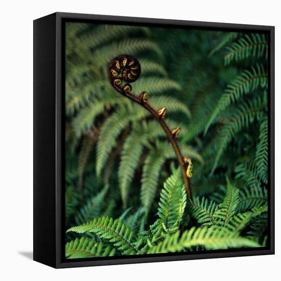 Caterpillars on a Fern-Micha Pawlitzki-Framed Stretched Canvas