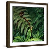 Caterpillars on a Fern-Micha Pawlitzki-Framed Photographic Print