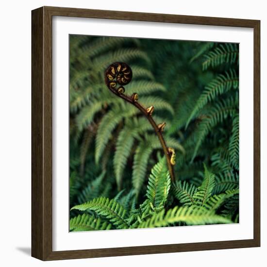 Caterpillars on a Fern-Micha Pawlitzki-Framed Photographic Print