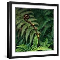 Caterpillars on a Fern-Micha Pawlitzki-Framed Photographic Print