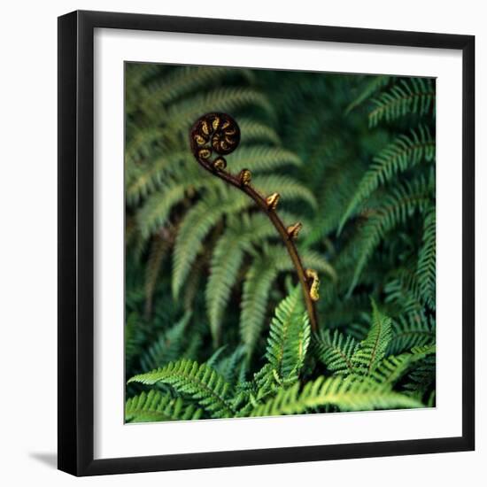 Caterpillars on a Fern-Micha Pawlitzki-Framed Photographic Print