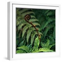 Caterpillars on a Fern-Micha Pawlitzki-Framed Photographic Print