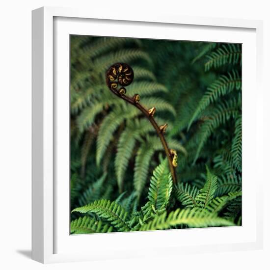 Caterpillars on a Fern-Micha Pawlitzki-Framed Photographic Print