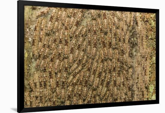 Caterpillars on tree bark, Upper Amazon River Basin, Amazon National Park, Loreto, Peru-Michael Nolan-Framed Photographic Print