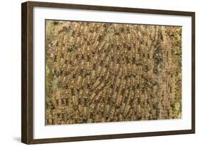 Caterpillars on tree bark, Upper Amazon River Basin, Amazon National Park, Loreto, Peru-Michael Nolan-Framed Photographic Print